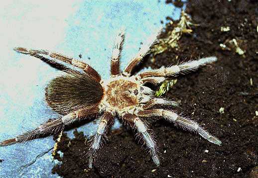 LASIODORIDES POLYCUSPULATUS 1